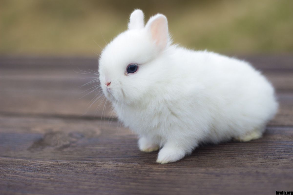 Декоративные кролики: обзор популярных мини-пород - информация для любителей [Грызуны grizun]